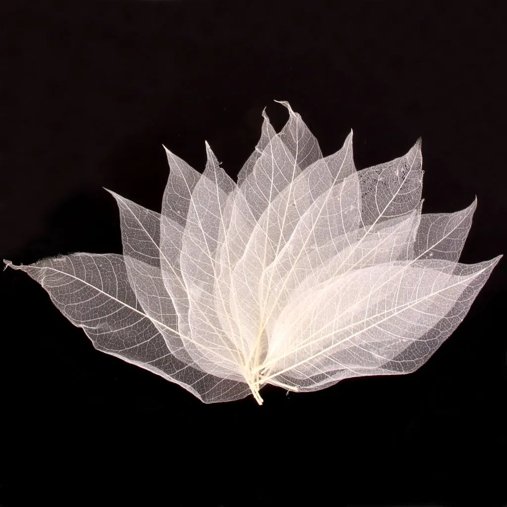 Natural Magnolia Leaves