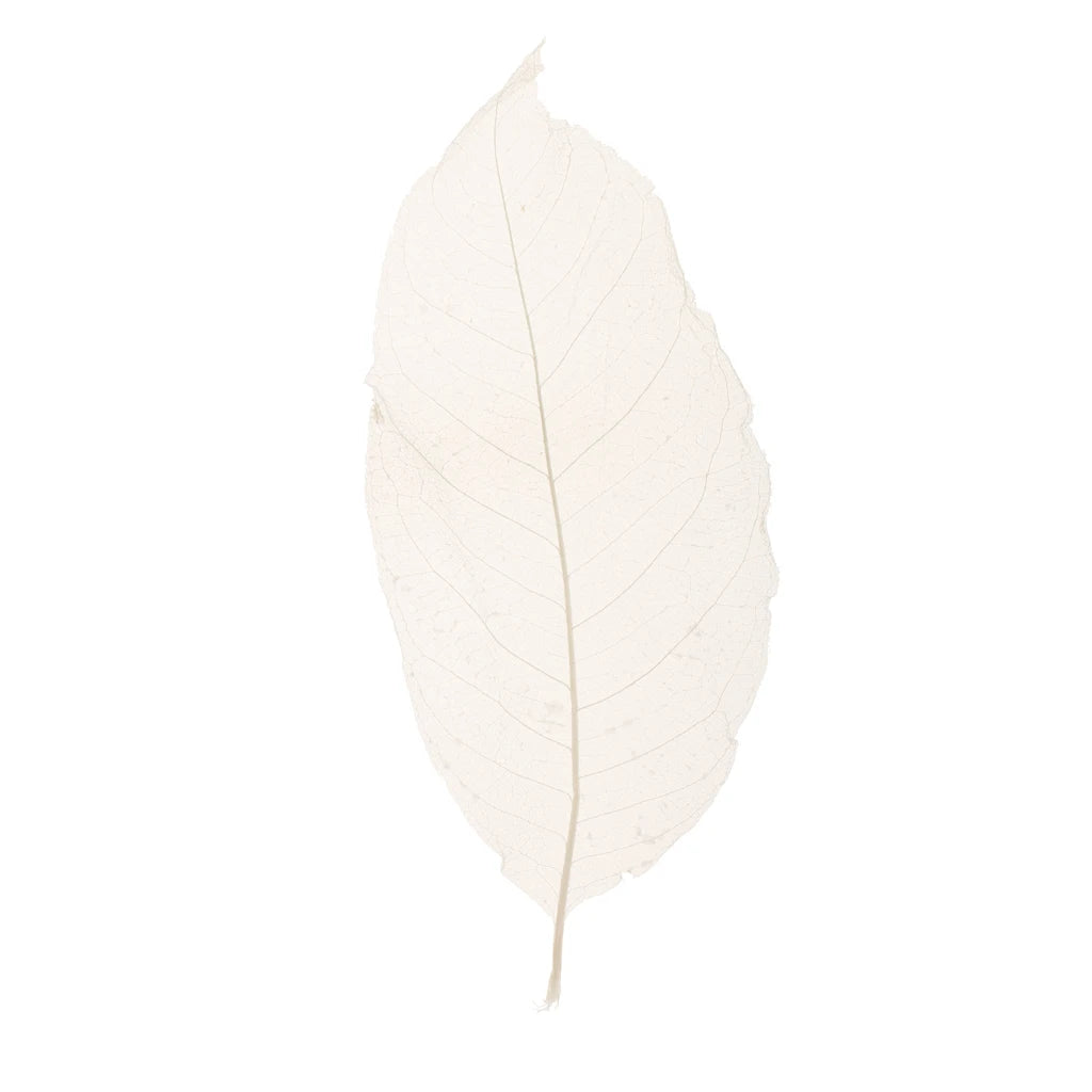 Natural Magnolia Leaves