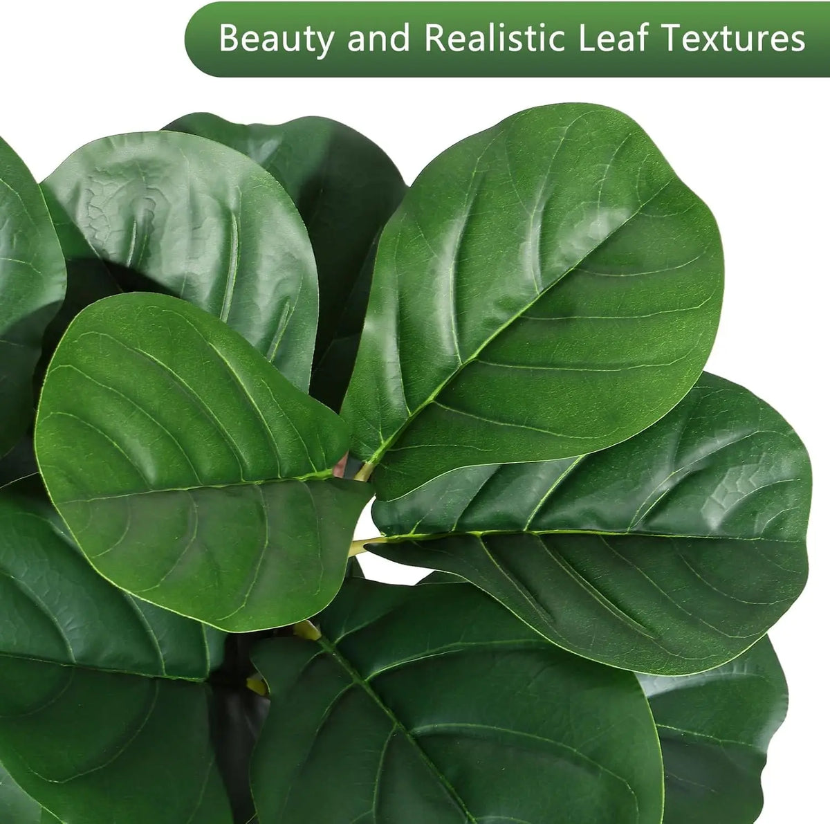 4-7 FT Fiddle Leaf Fig Tree