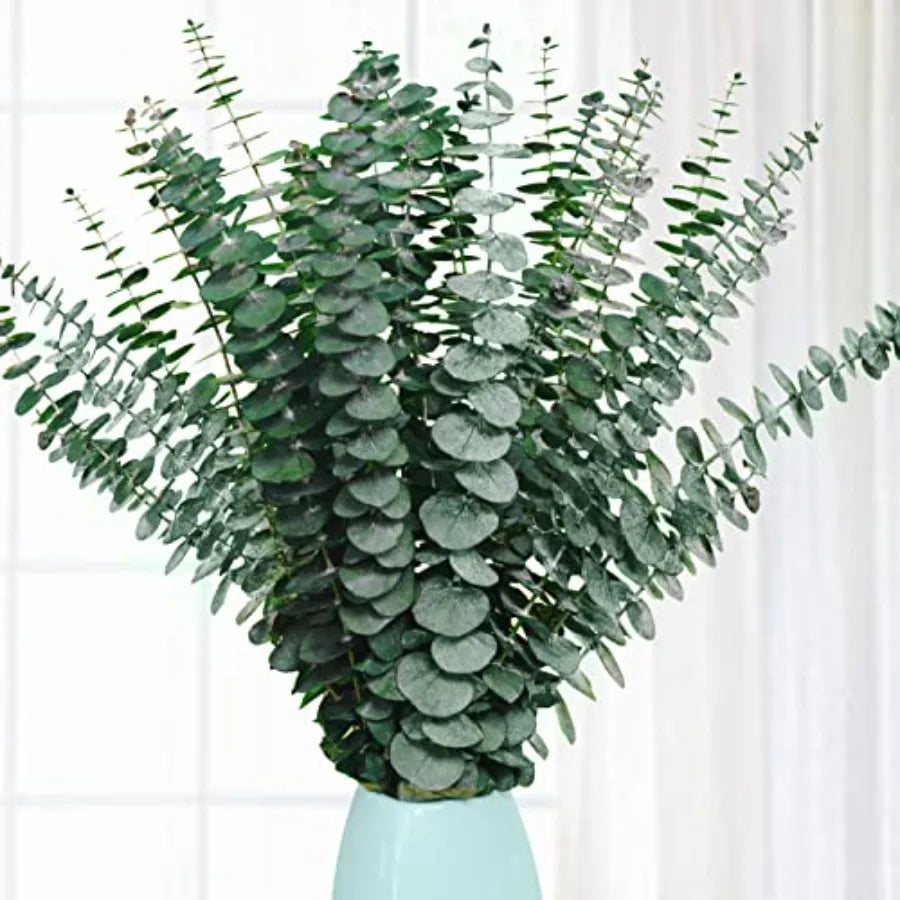 Preserved Dried Eucalyptus Stems