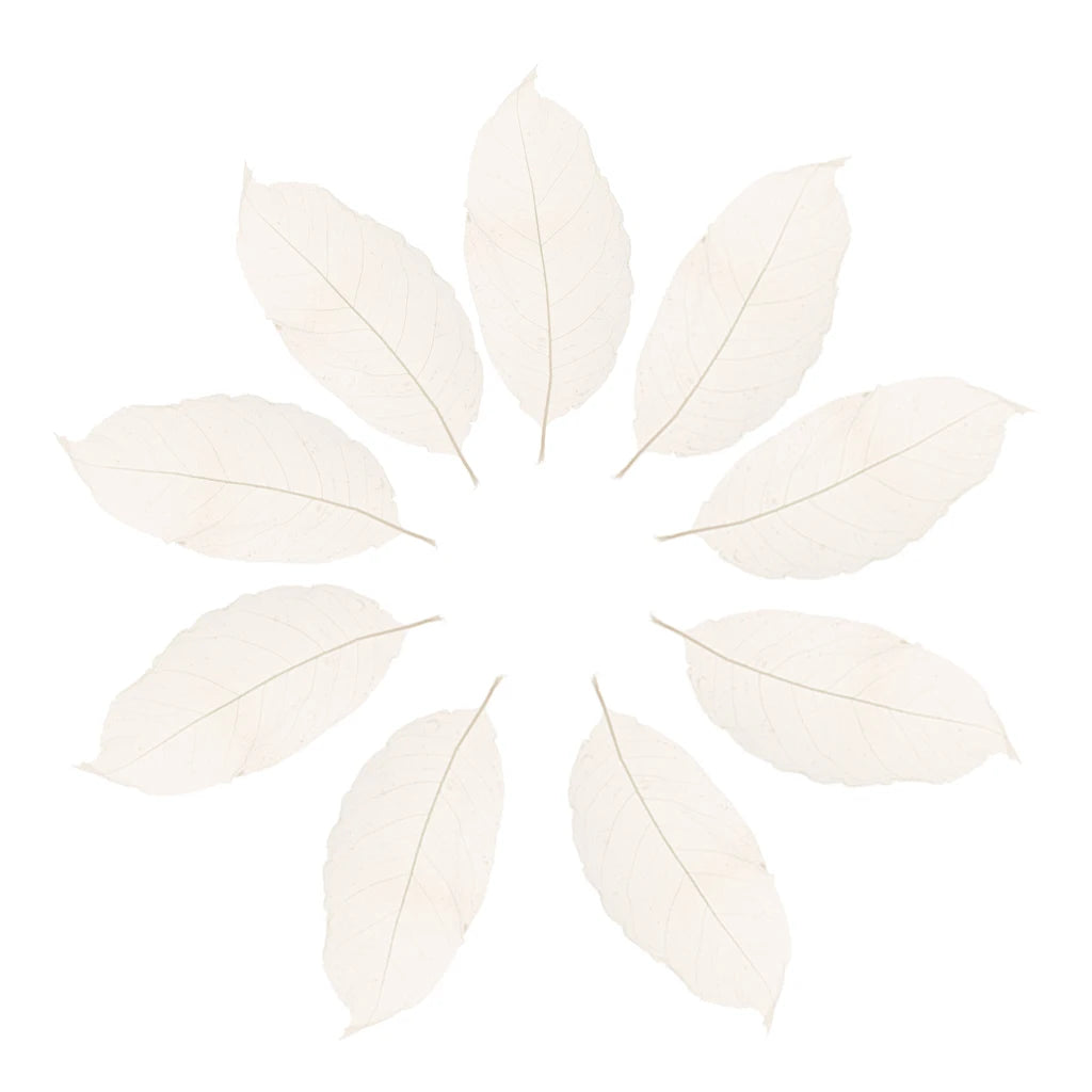 Natural Magnolia Leaves