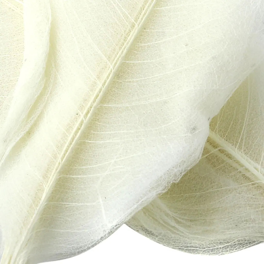 Natural Magnolia Leaves