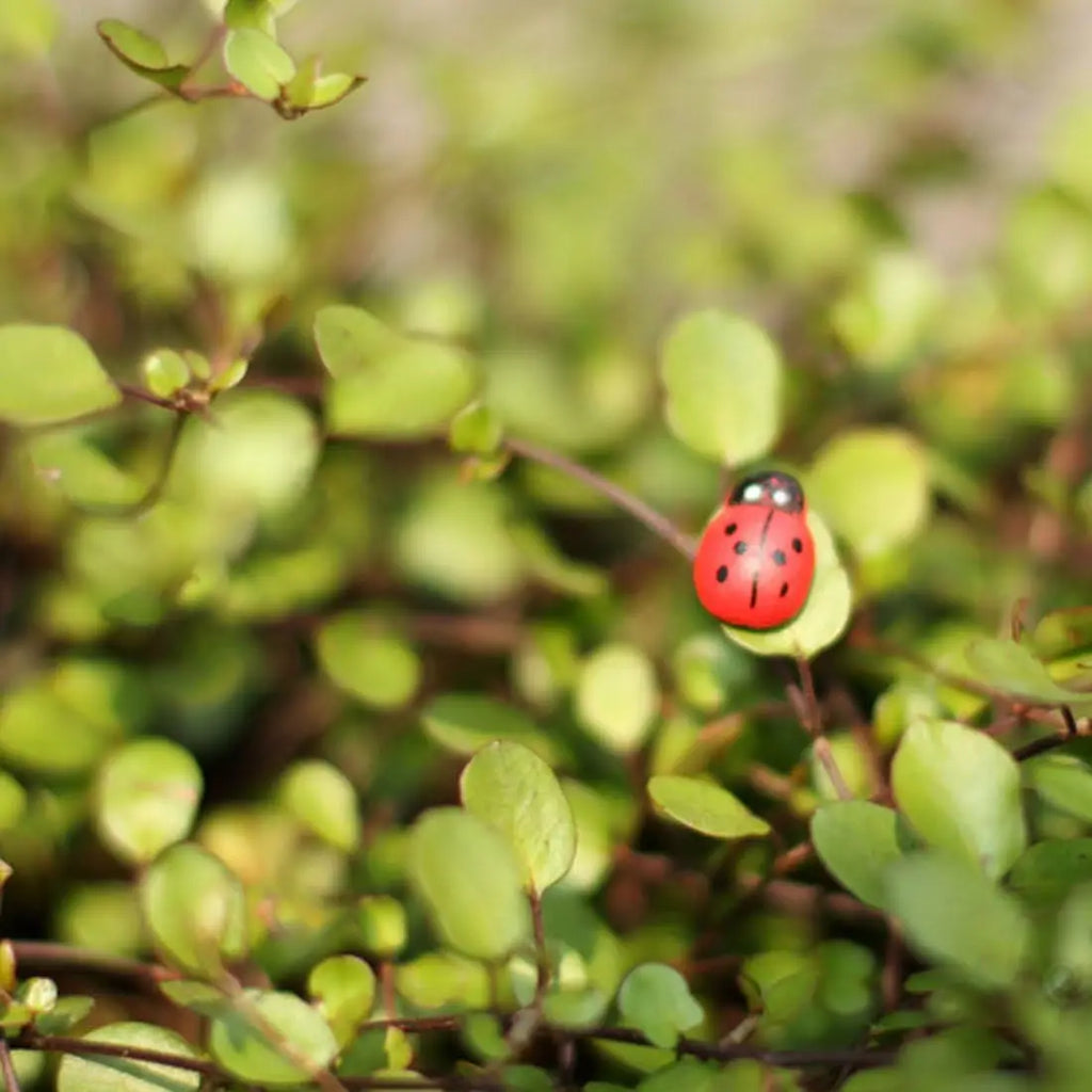 Tiny Wooden Ladybugs