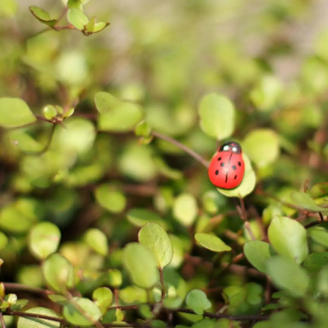 Tiny Wooden Ladybugs