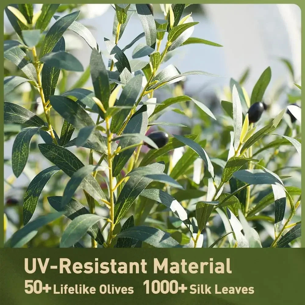 UV-Resistant Tall Olive Tree