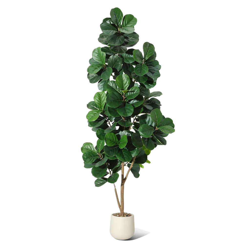 4-7 FT Fiddle Leaf Fig Tree