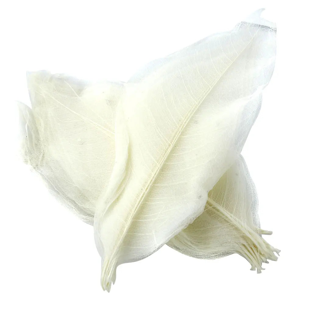 Natural Magnolia Leaves