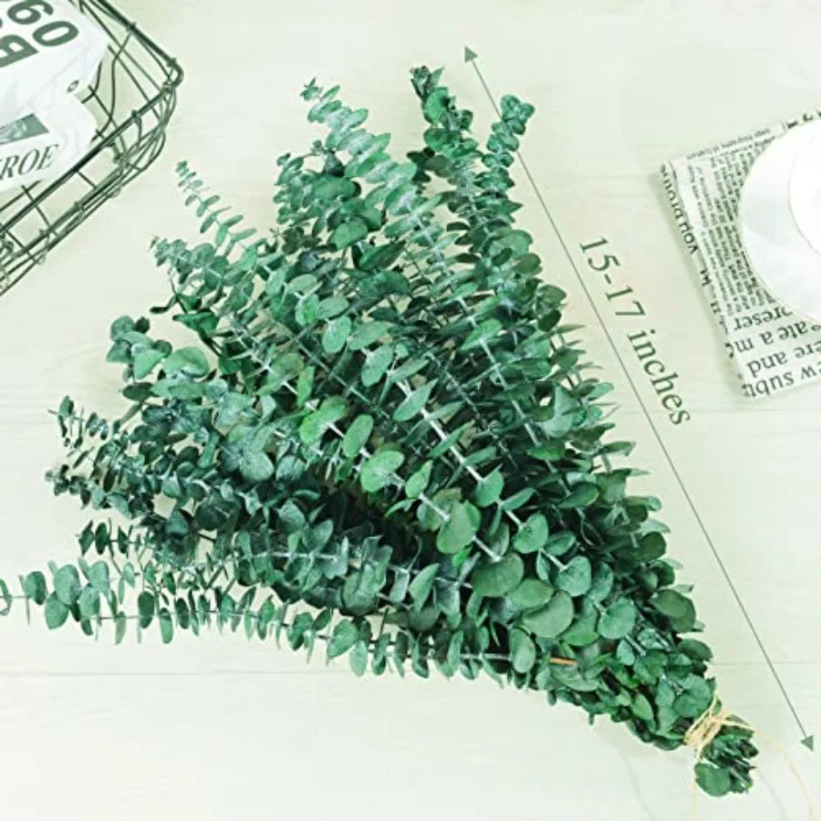Preserved Dried Eucalyptus Stems
