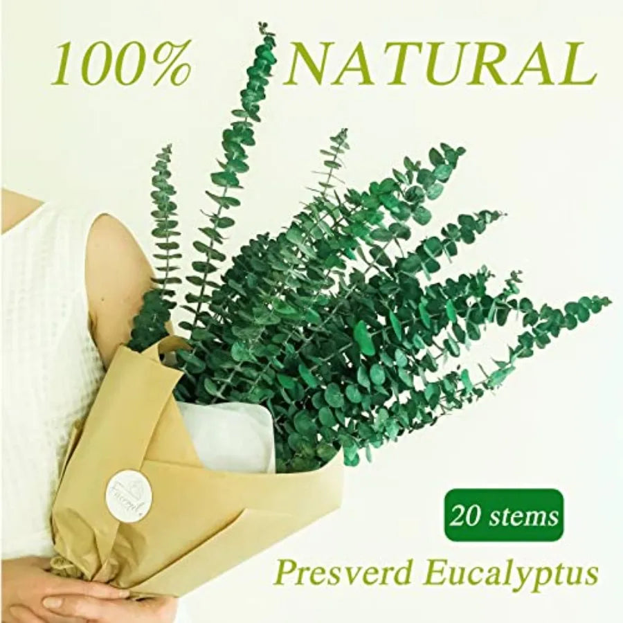 Preserved Dried Eucalyptus Stems