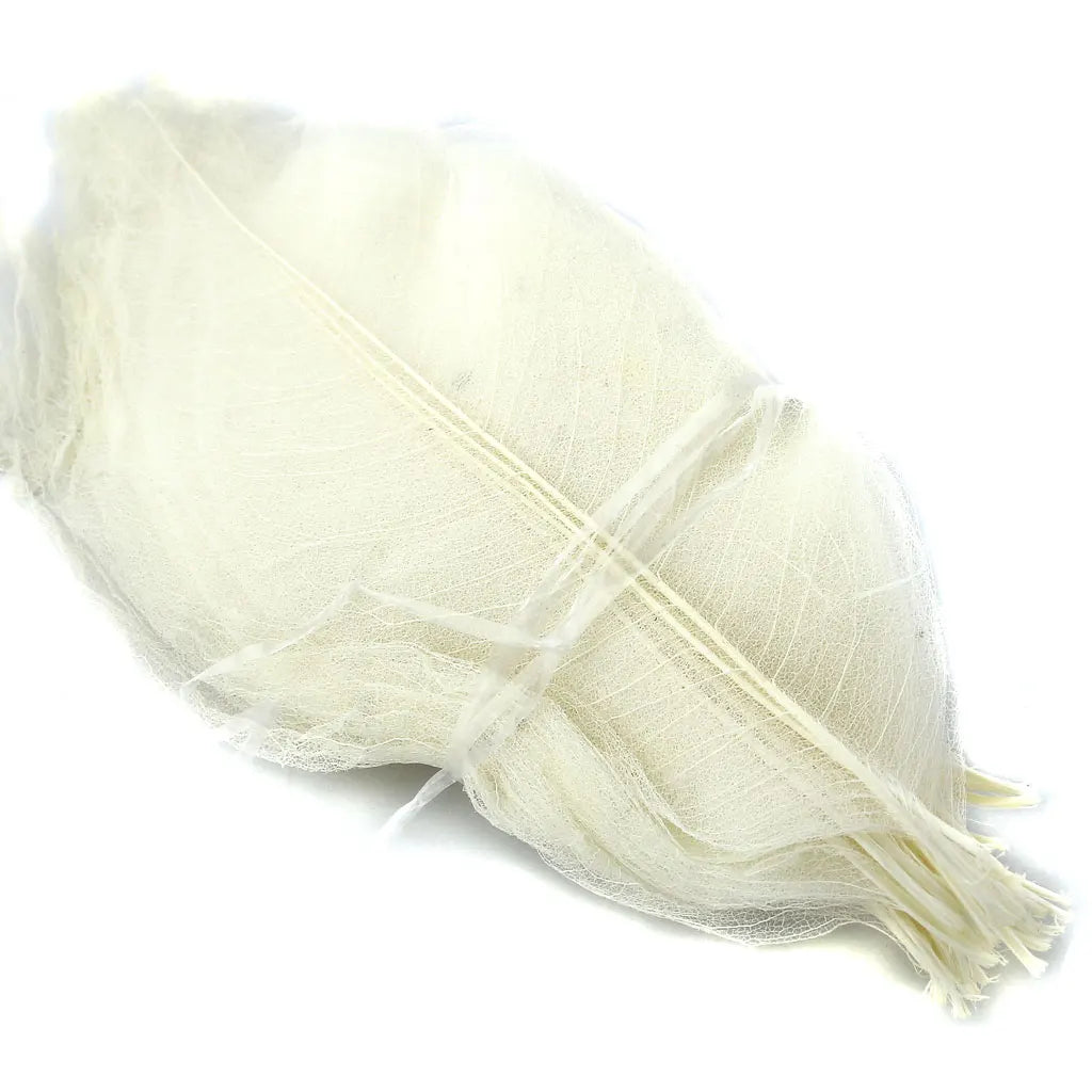 Natural Magnolia Leaves