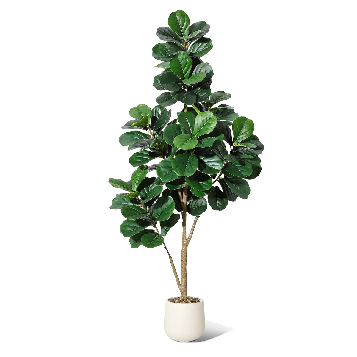 4-7 FT Fiddle Leaf Fig Tree